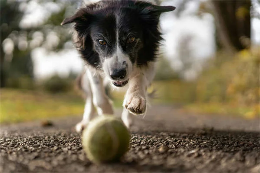 How to Tell If Your Dog Is in Pain: 7 Warning Signs Every Pet Owner Should Know