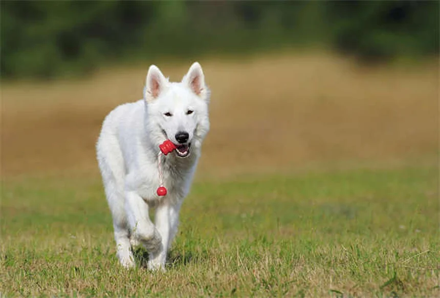 Dog Years to Human Years: How to Calculate Your Pup's True Age