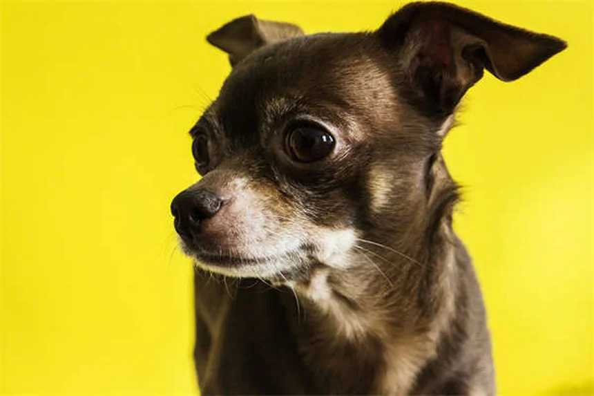 Dog Years to Human Years: How to Calculate Your Pup's True Age