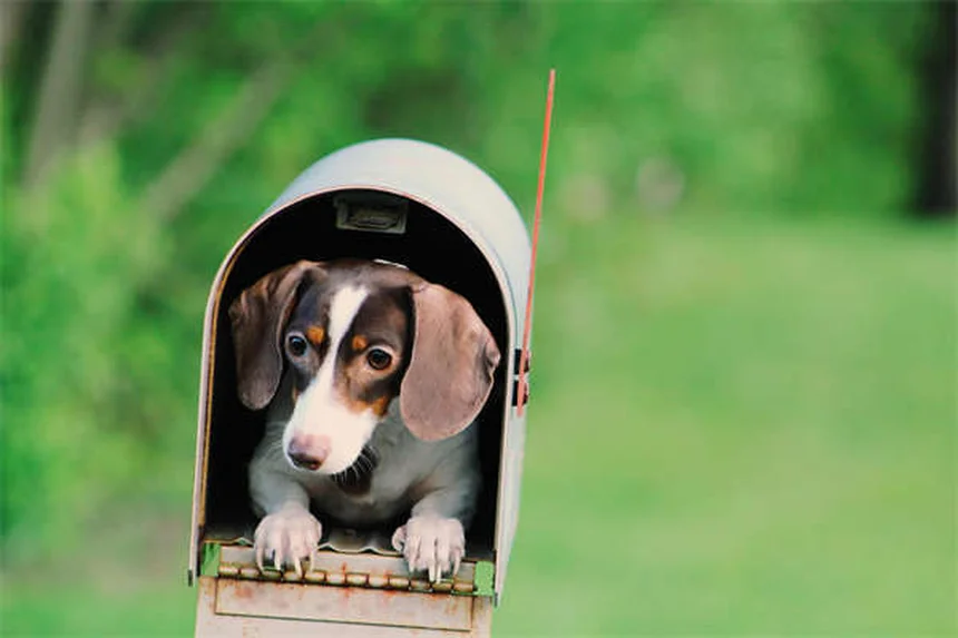 5 Proven Dog Calming Products That Actually Work (Backed by Science)