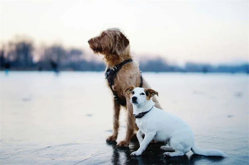 5 Proven Dog Calming Products That Actually Work (Backed by Science)