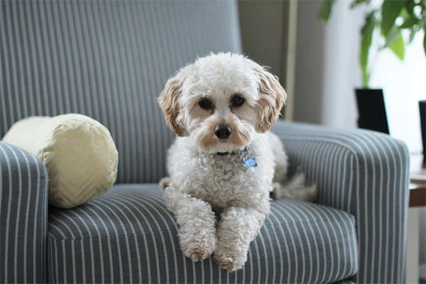 5 Proven Dog Calming Products That Actually Work (Backed by Science)