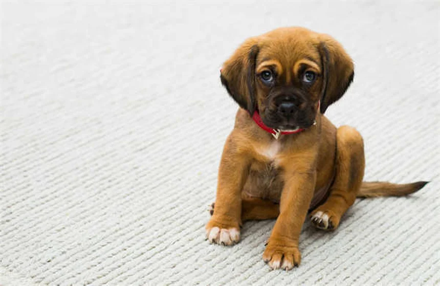 Dog BBQ Safety: 5 Must-Know Tips to Protect Your Pup This Summer