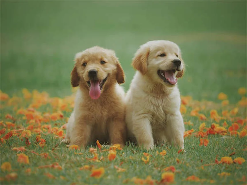 Dog BBQ Safety: 5 Must-Know Tips to Protect Your Pup This Summer