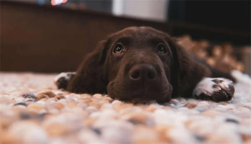 Dog BBQ Safety: 5 Must-Know Tips to Protect Your Pup This Summer