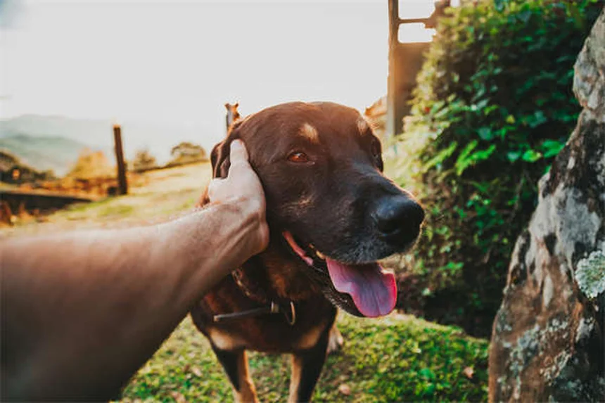 Lactated Ringer's for Pets: What Every Pet Owner Should Know
