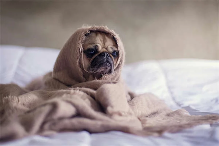 Chinchilla Stomach Ulcers: Symptoms, Causes & Treatment Guide