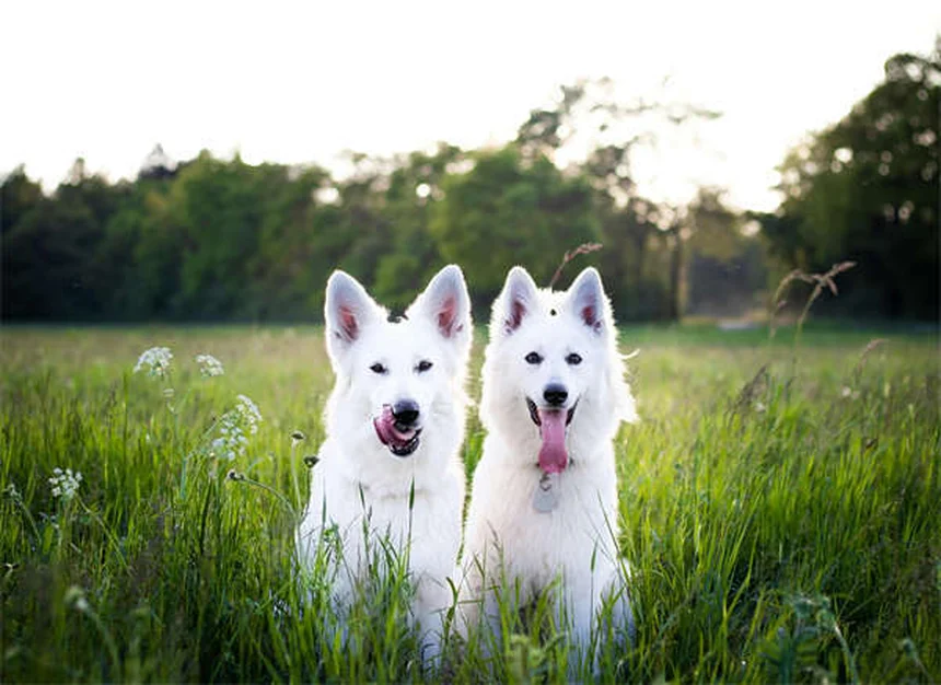 How to Tell If Your Dog Is in Pain: 7 Warning Signs Every Pet Owner Should Know