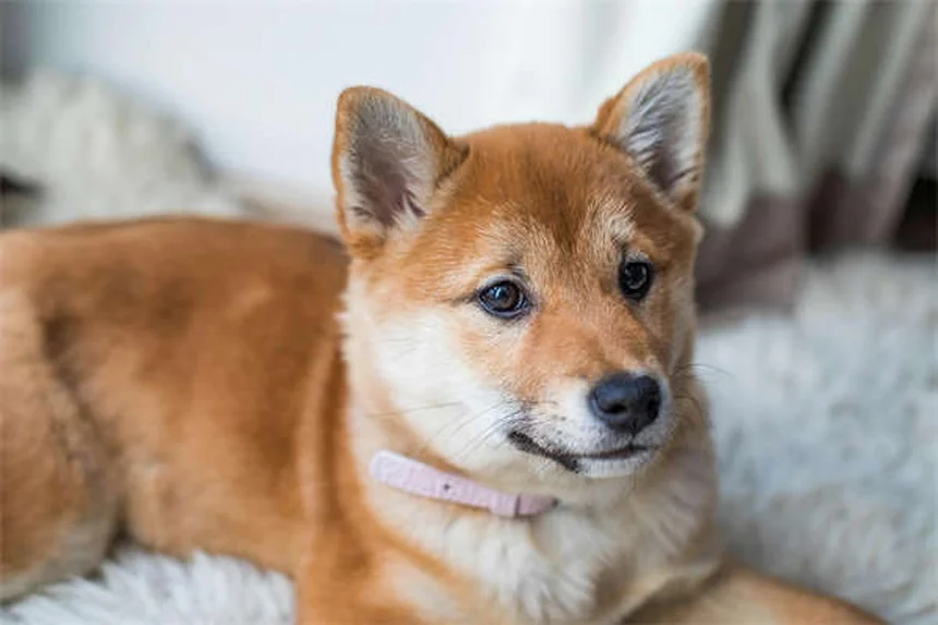 How to Tell If Your Dog Is in Pain: 7 Warning Signs Every Pet Owner Should Know