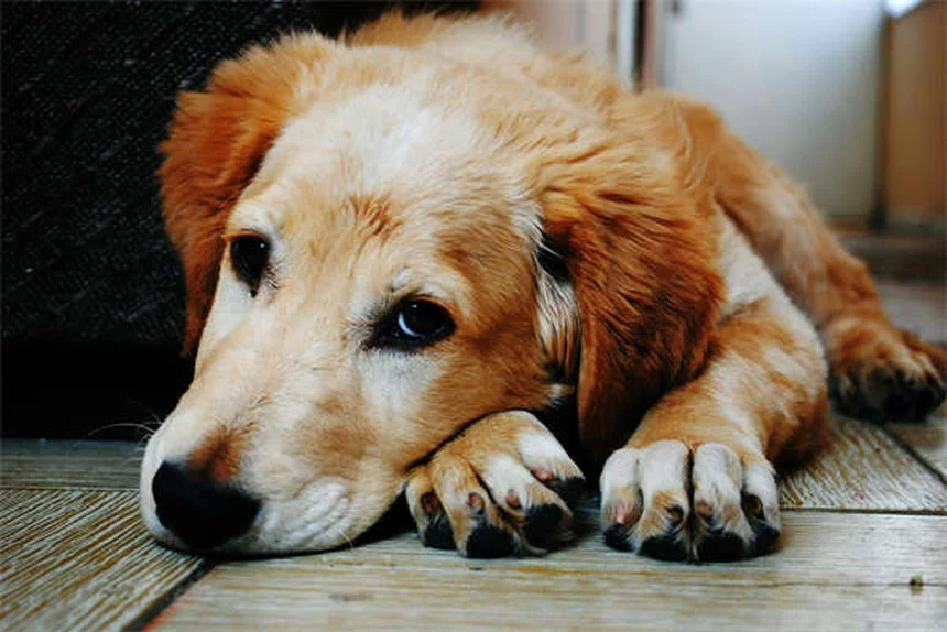How to Tell If Your Dog Is in Pain: 7 Warning Signs Every Pet Owner Should Know