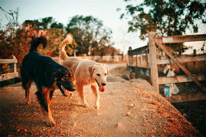 Why Isn't My Puppy Gaining Weight? 5 Common Causes & Solutions