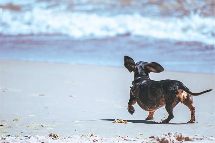 Chinchilla Care 101: Essential Tips for Your Fluffy Pet