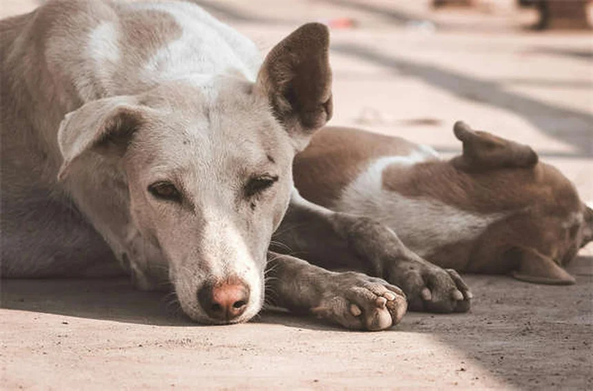 Benadryl for Dogs: Safe Dosage & When to Use It