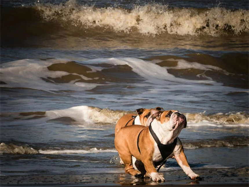 Benadryl for Dogs: Safe Dosage & When to Use It