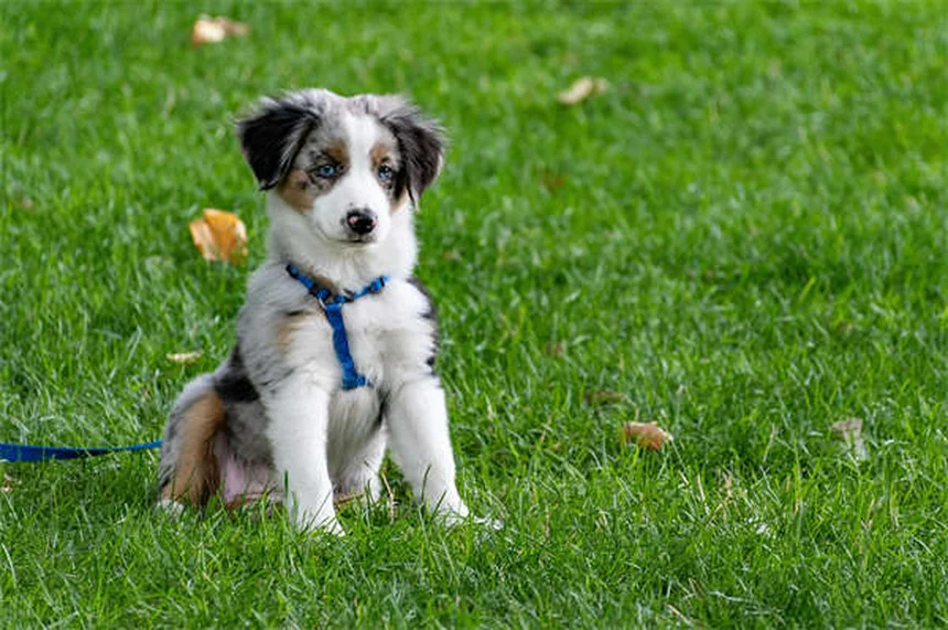 Heartworm Treatment for Dogs: A Complete Guide to Saving Your Pup