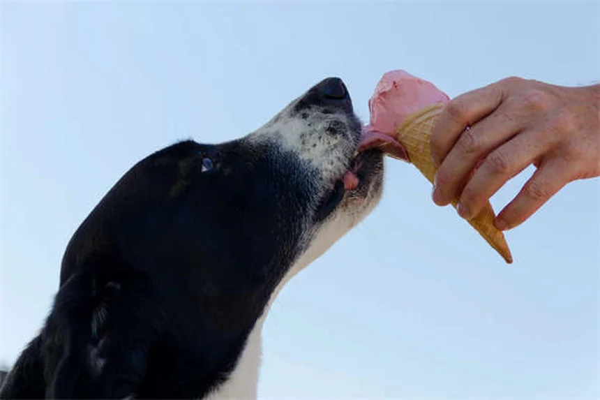 Dog Lumps and Bumps: How to Spot Cancerous vs. Benign Growths