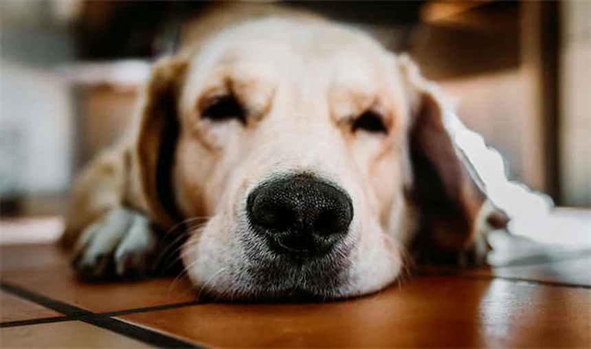 Senior Dog Nutrition: 5 Essential Tips for Your Aging Pup