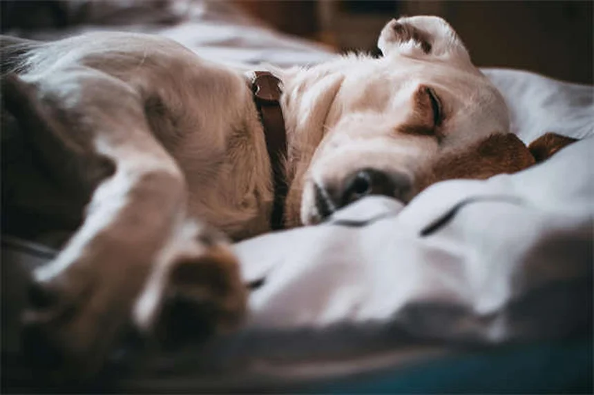 Senior Dog Nutrition: 5 Essential Tips for Your Aging Pup