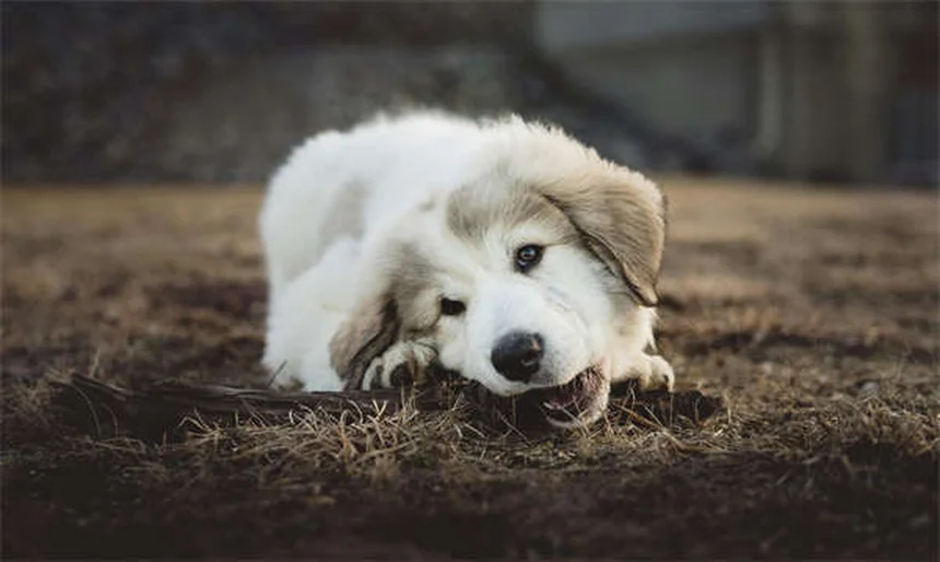 Rabbit Runny Nose: Causes, Symptoms & Treatment (Vet Approved)