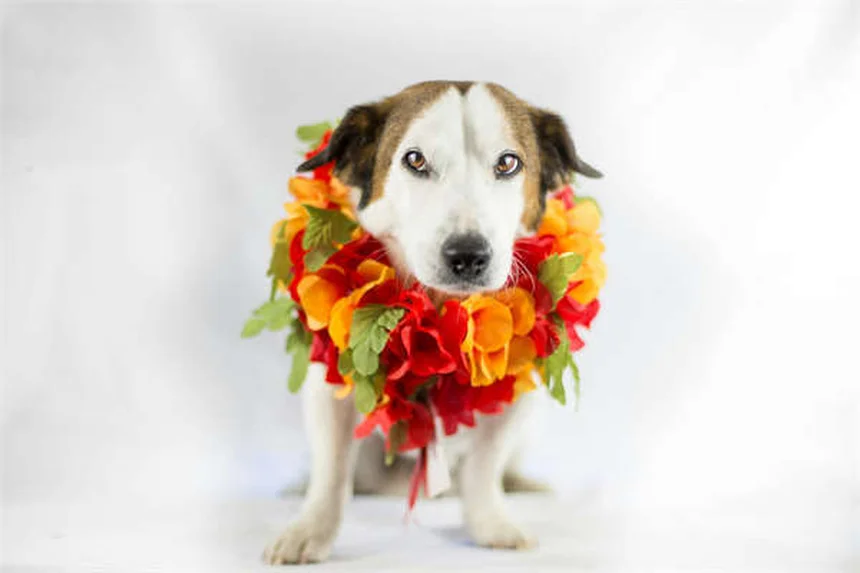 Why Do Dogs Eat Poop? 7 Surprising Reasons & How to Stop It