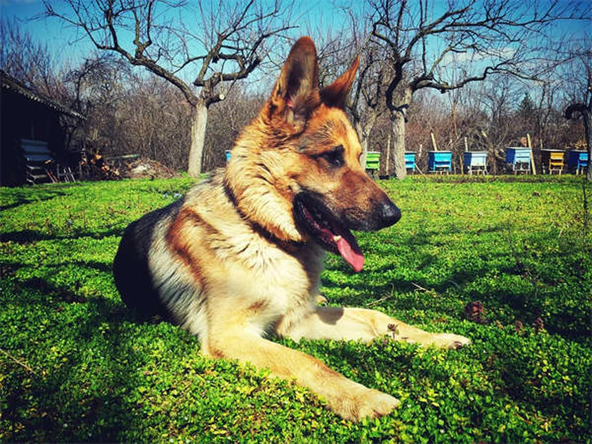 Why Do Dogs Eat Poop? 7 Surprising Reasons & How to Stop It