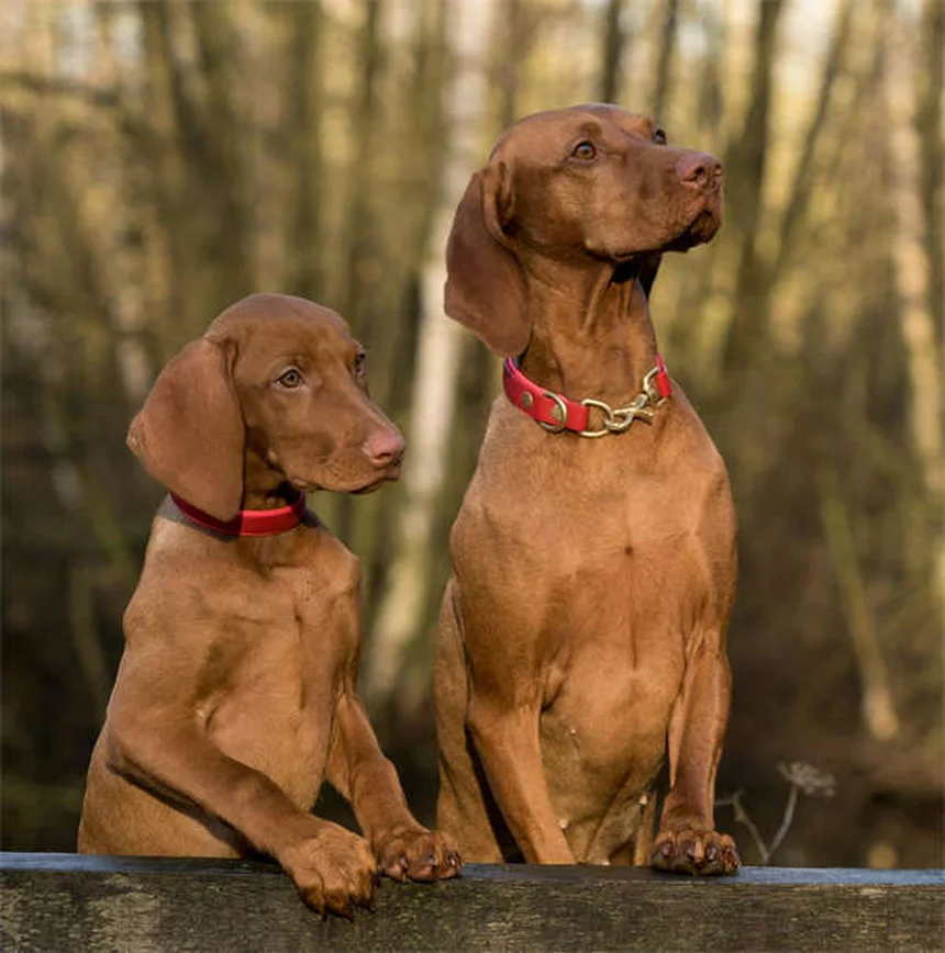 Why Do Dogs Eat Poop? 7 Surprising Reasons & How to Stop It