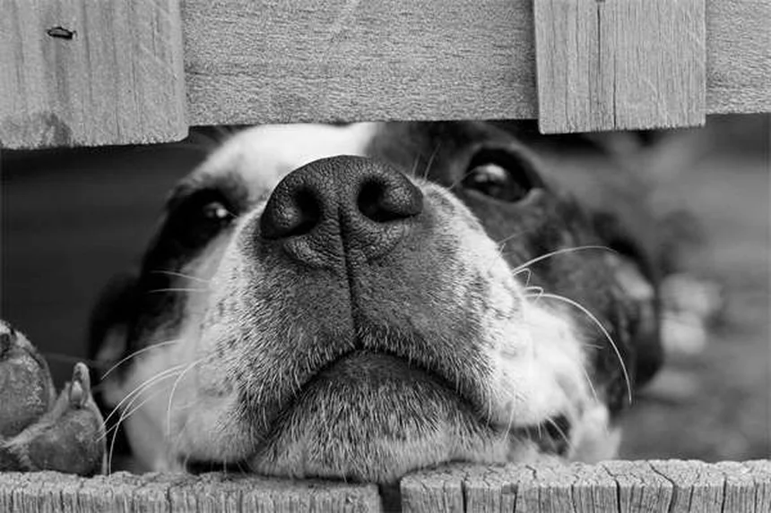 Fast-Acting Flea & Tick Meds: What Works in Hours (Not Days)