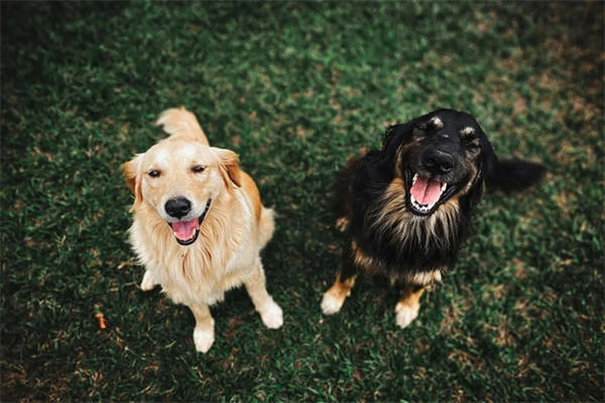 Fast-Acting Flea & Tick Meds: What Works in Hours (Not Days)