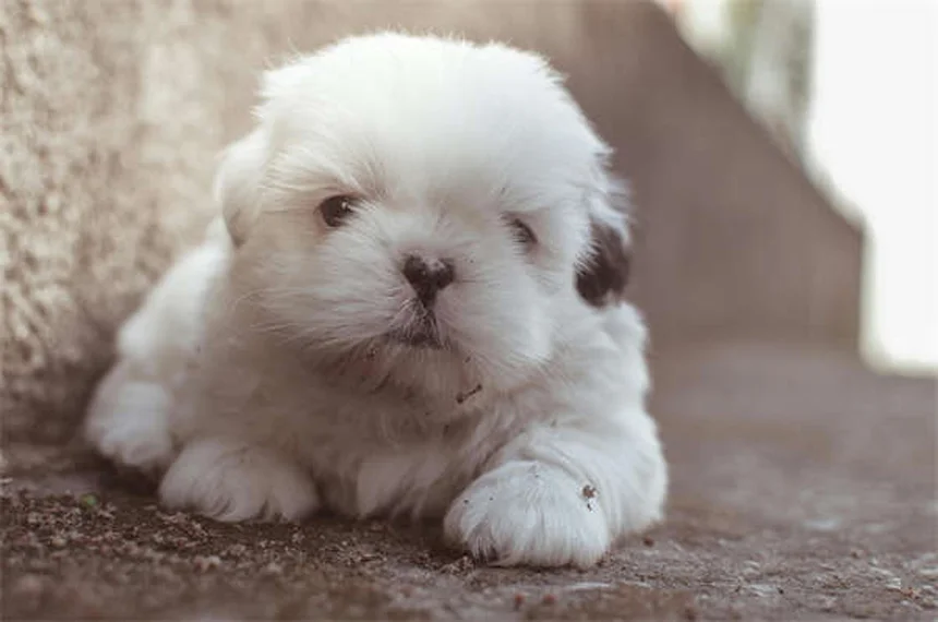 12 Best Hypoallergenic Cat Breeds for Allergy Sufferers