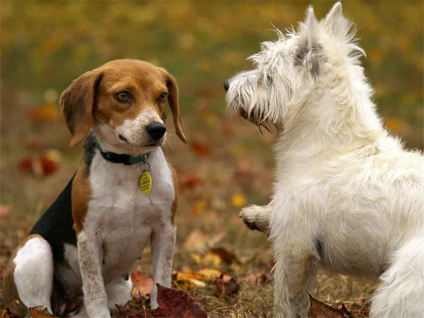 12 Best Hypoallergenic Cat Breeds for Allergy Sufferers