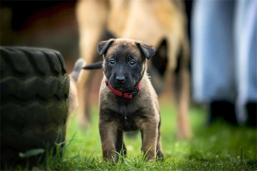 Why Isn't My Puppy Gaining Weight? 5 Common Causes & Solutions
