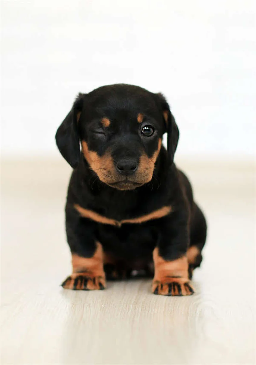 Why Isn't My Puppy Gaining Weight? 5 Common Causes & Solutions