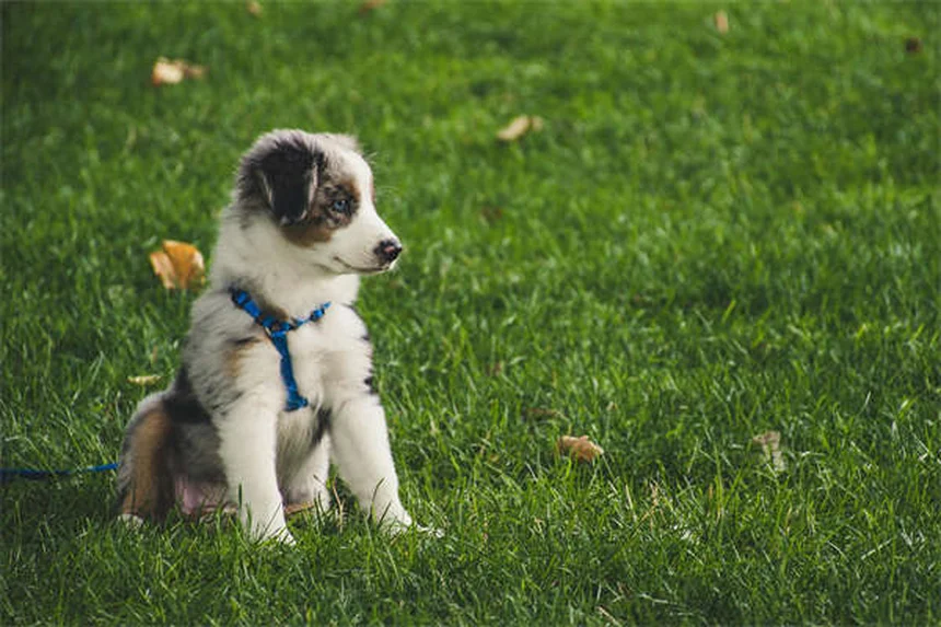 How to Get Rid of Fleas Fast: 7 Proven Home Remedies That Work