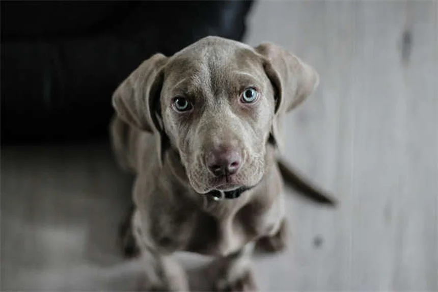 How to Get Rid of Fleas Fast: 7 Proven Home Remedies That Work