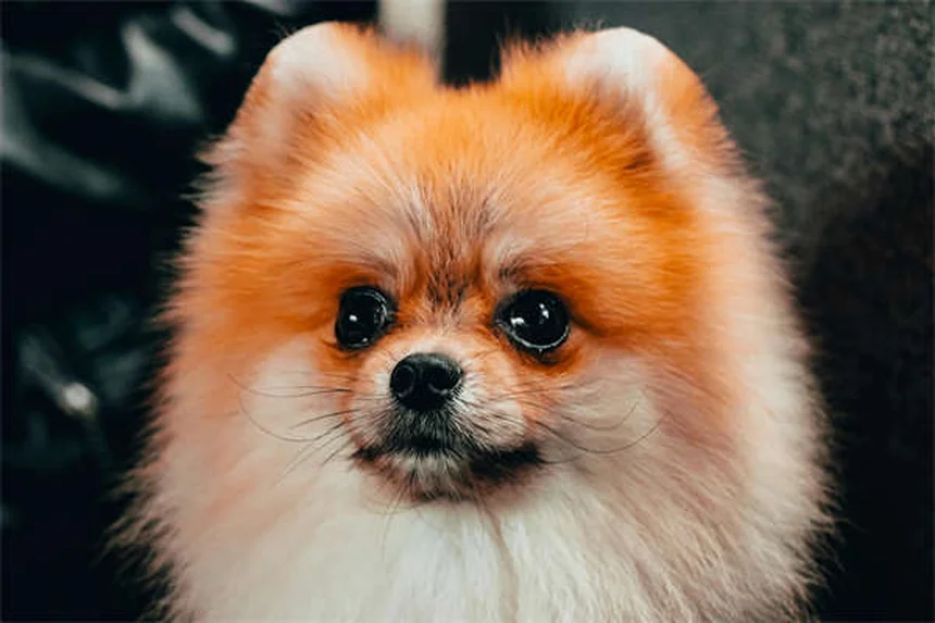 Why Do Dogs Stare at You? 5 Surprising Reasons Explained