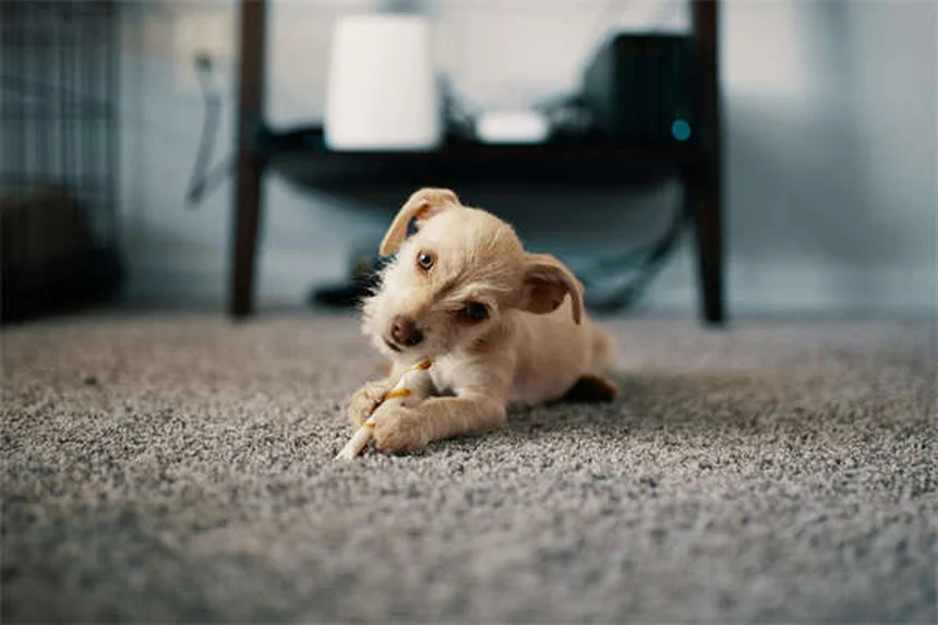 Why Do Dogs Stare at You? 5 Surprising Reasons Explained