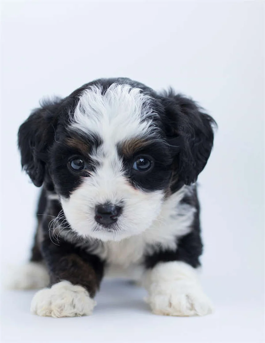 Why Do Dogs Stare at You? 5 Surprising Reasons Explained