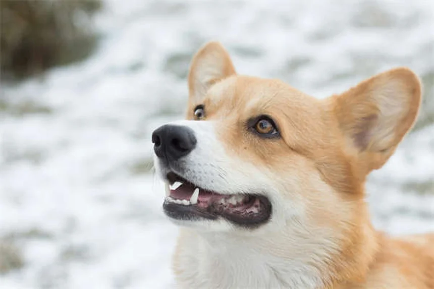 Why Do Dogs Stare at You? 5 Surprising Reasons Explained
