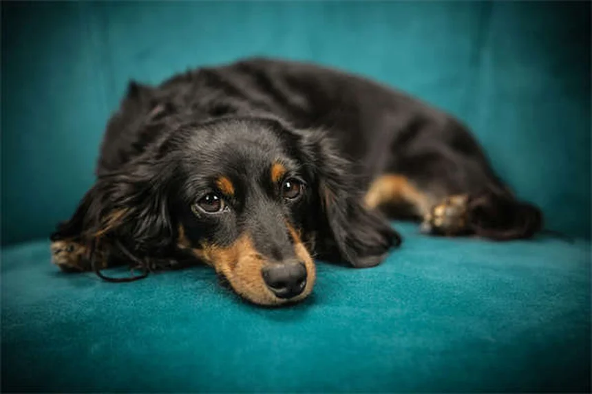 5 Proven Ways to Relieve Your Dog's Seasonal Allergies Fast