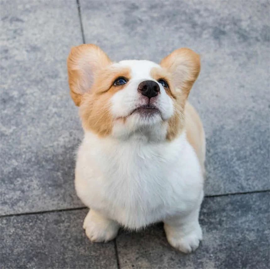 5 Proven Ways to Relieve Your Dog's Seasonal Allergies Fast