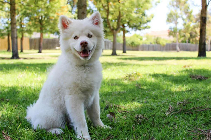 5 Proven Ways to Relieve Your Dog's Seasonal Allergies Fast