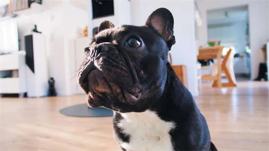How to Stop Your Dog From Begging: 7 Proven Training Tips