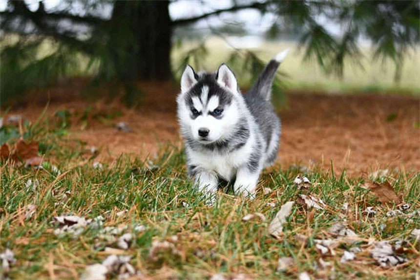 How to Stop Your Dog From Begging: 7 Proven Training Tips