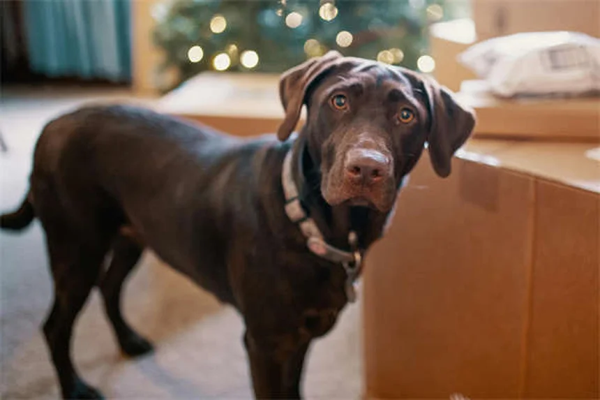 Lone Star Tick Dangers: 5 Must-Know Facts for Pet Owners