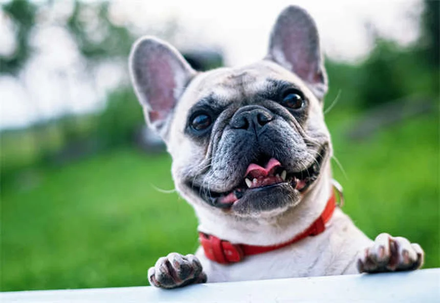 Lone Star Tick Dangers: 5 Must-Know Facts for Pet Owners