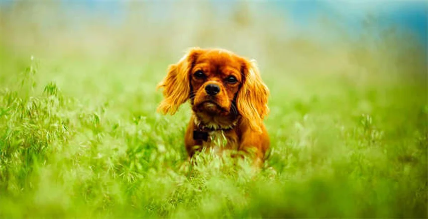 Hamster Diet Guide: What Can & Can't Your Pet Eat?