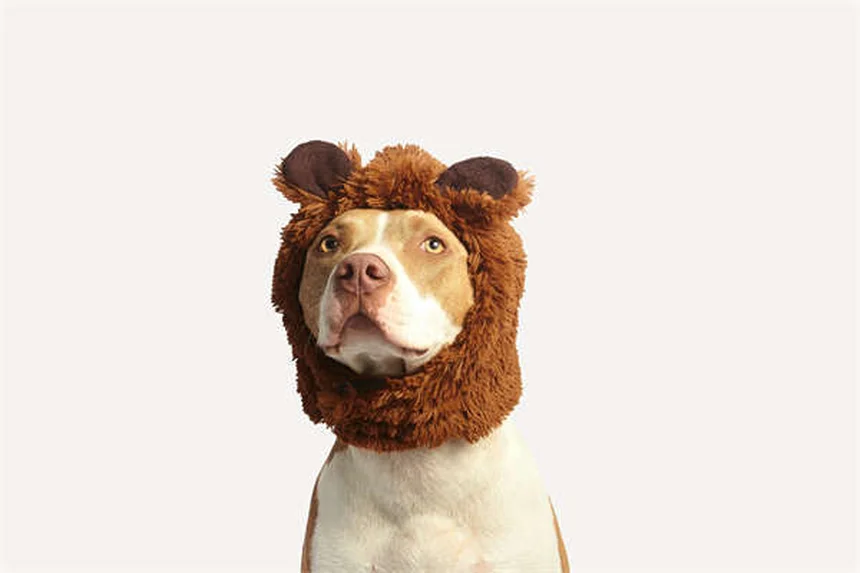 Puppy Care 6-9 Months: Essential Tips for Your Growing Dog
