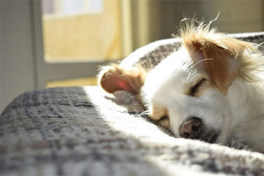 Serotonin Syndrome in Dogs: Symptoms, Treatment & Prevention