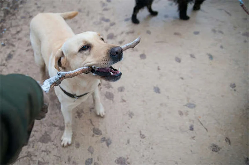 Serotonin Syndrome in Dogs: Symptoms, Treatment & Prevention