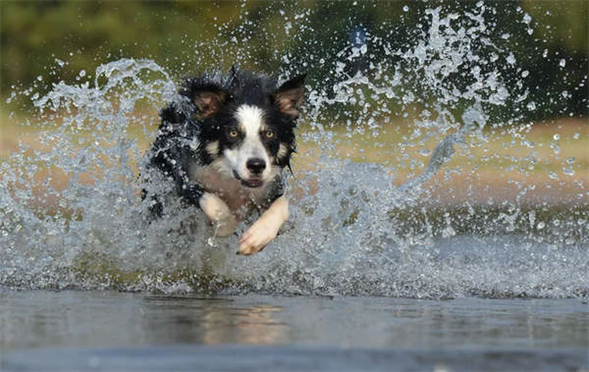 Serotonin Syndrome in Dogs: Symptoms, Treatment & Prevention
